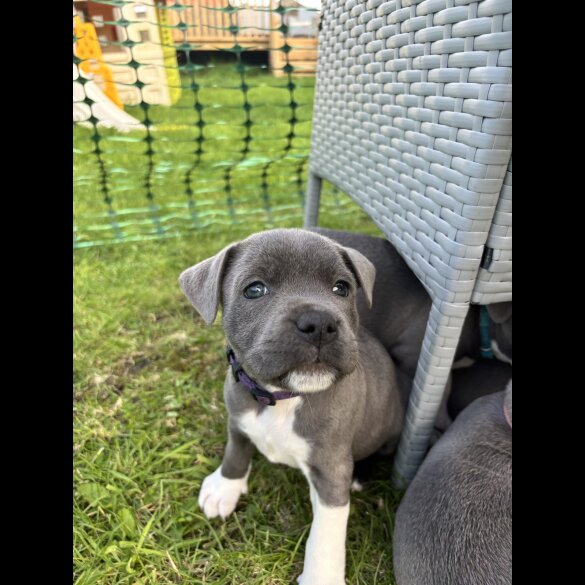 Staffordshire Bull Terrier - Bitches