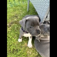 Staffordshire Bull Terrier - Bitches