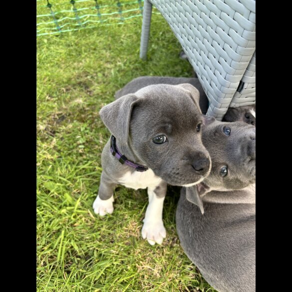 Staffordshire Bull Terrier - Bitches