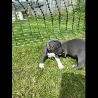 Staffordshire Bull Terrier - Bitches