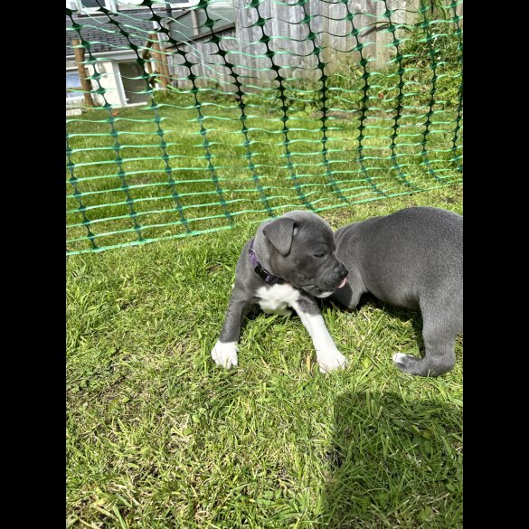 Staffordshire Bull Terrier - Bitches
