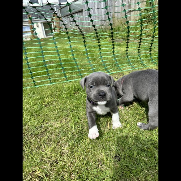 Staffordshire Bull Terrier - Bitches
