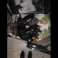 Staffordshire Bull Terrier - Both