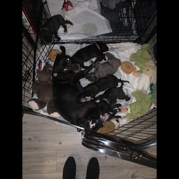 Staffordshire Bull Terrier - Both