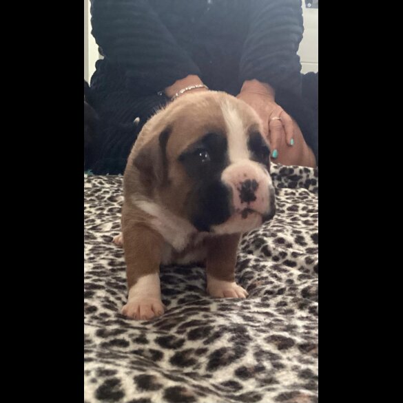 Boxer - Both