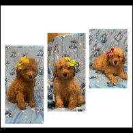 Toy Poodle - Dogs