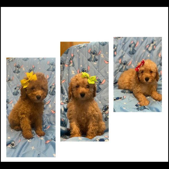 Toy Poodle - Dogs