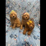 Toy Poodle - Dogs