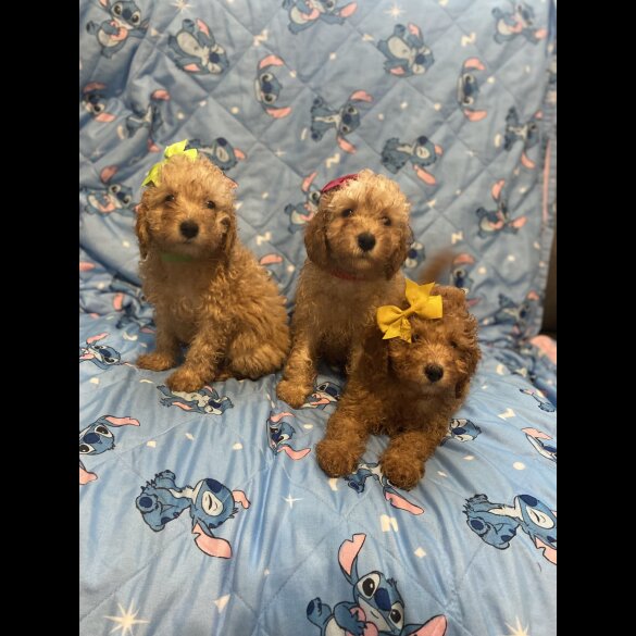 Toy Poodle - Dogs