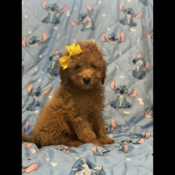 Toy Poodle - Dogs