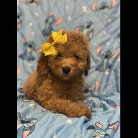 Toy Poodle - Dogs