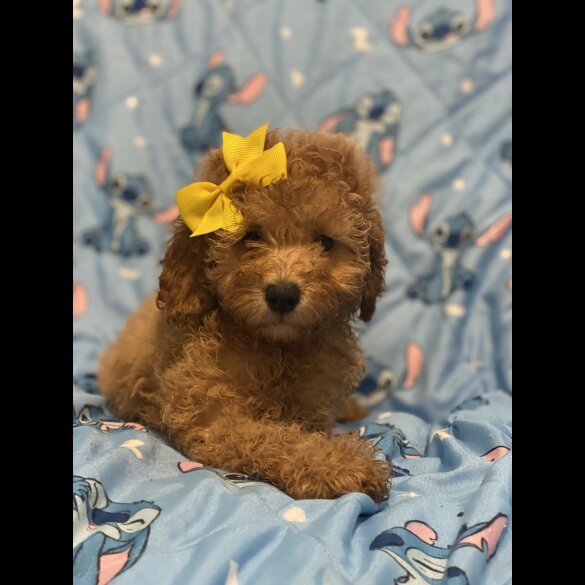 Toy Poodle - Dogs
