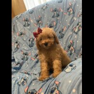 Toy Poodle - Dogs