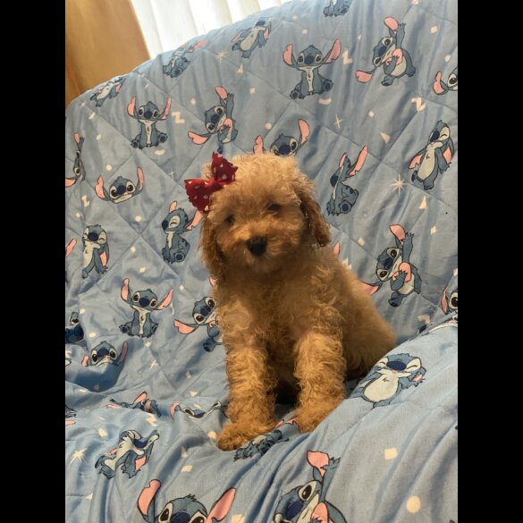 Toy Poodle - Dogs