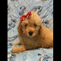 Toy Poodle - Dogs