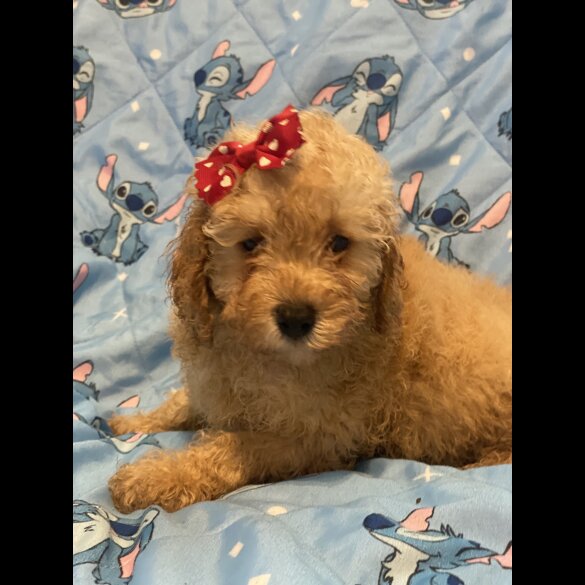 Toy Poodle - Dogs