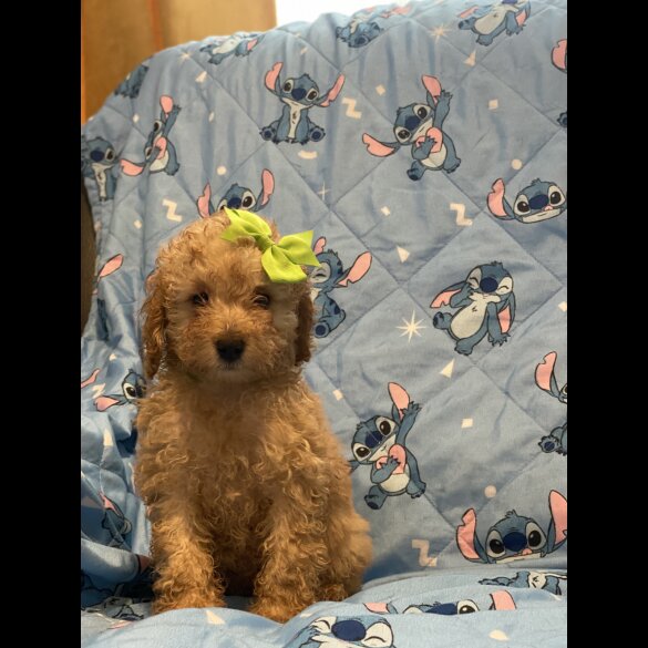Toy Poodle - Dogs