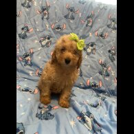 Toy Poodle - Dogs