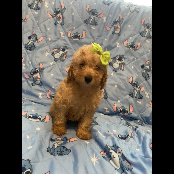 Toy Poodle - Dogs