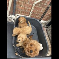 Toy Poodle - Dogs