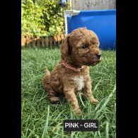 Toy Poodle - Both