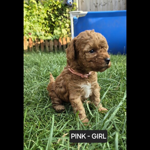 Toy Poodle - Both