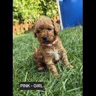 Toy Poodle - Both