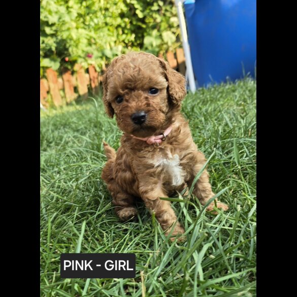 Toy Poodle - Both