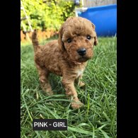 Toy Poodle - Both