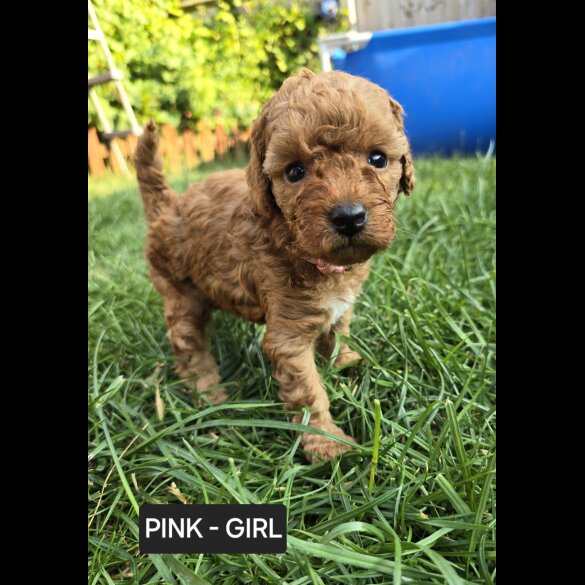 Toy Poodle - Both