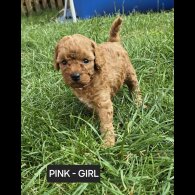Toy Poodle - Both