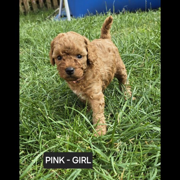 Toy Poodle - Both