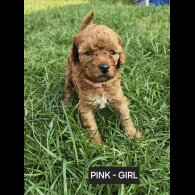 Toy Poodle - Both