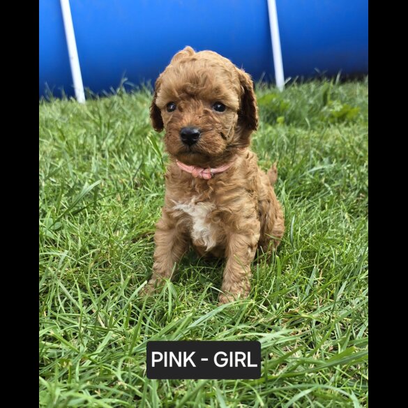 Toy Poodle - Both