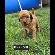 Toy Poodle - Both