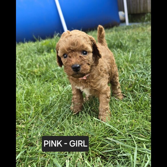 Toy Poodle - Both