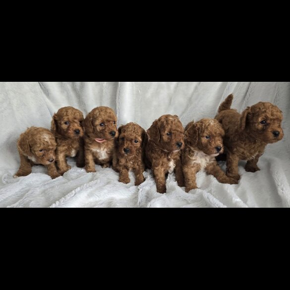 Toy Poodle - Both