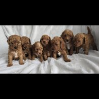 Toy Poodle - Both