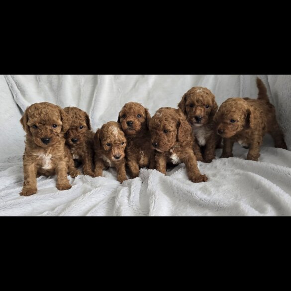 Toy Poodle - Both