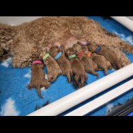 Toy Poodle - Both