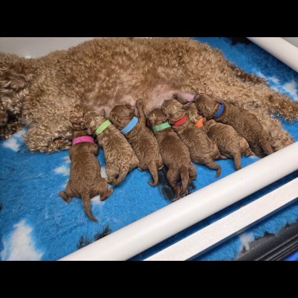 Toy Poodle - Both