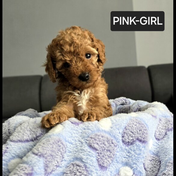 Toy Poodle - Both