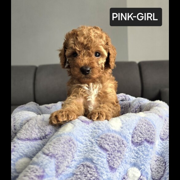 Toy Poodle - Both