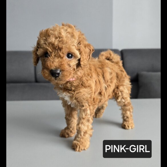 Toy Poodle - Both