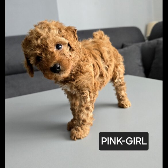 Toy Poodle - Both