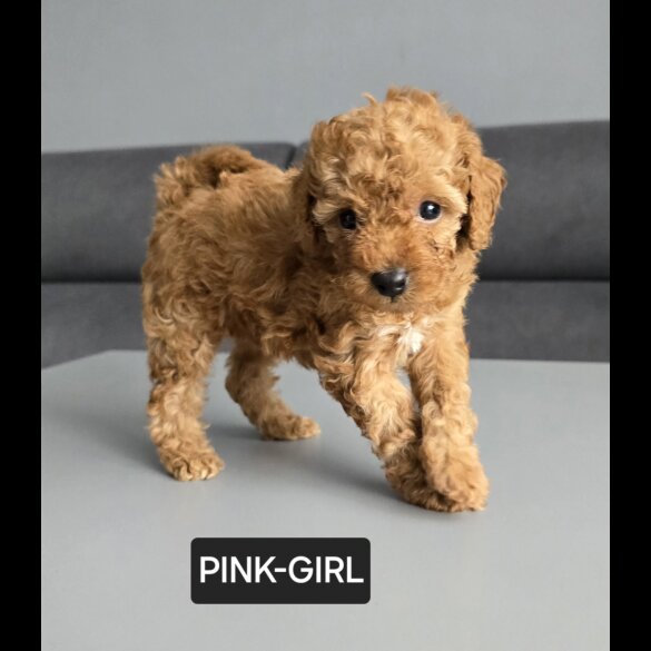 Toy Poodle - Both