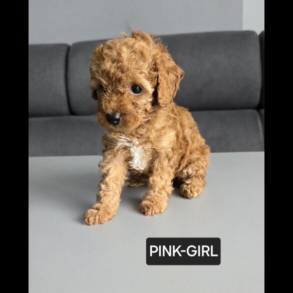 Toy Poodle - Both