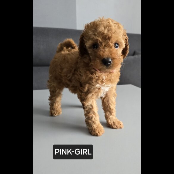 Toy Poodle - Both