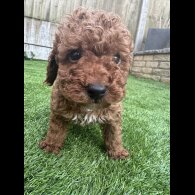 Toy Poodle - Both