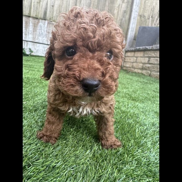 Toy Poodle - Both